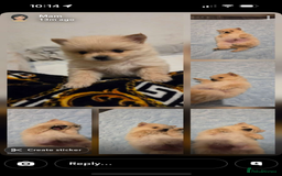 Pomeranian dogs for sale: Pomeranian puppies - Advert 8