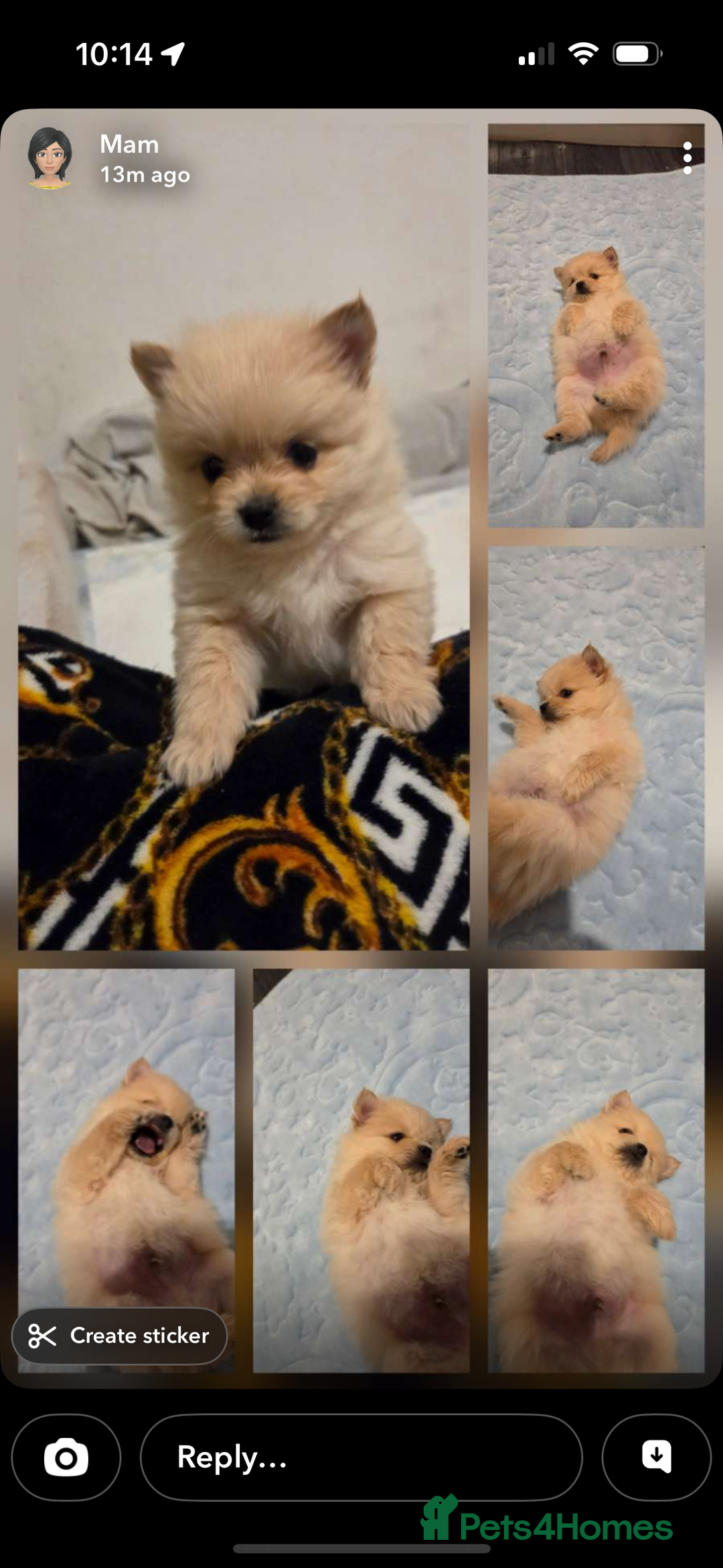 Pomeranian dogs for sale: Pomeranian puppies - Advert 8