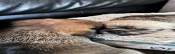 Mixed Breed dogs for sale: 3 beautiful shiranian cross pug puppies for sale.  - Advert 32