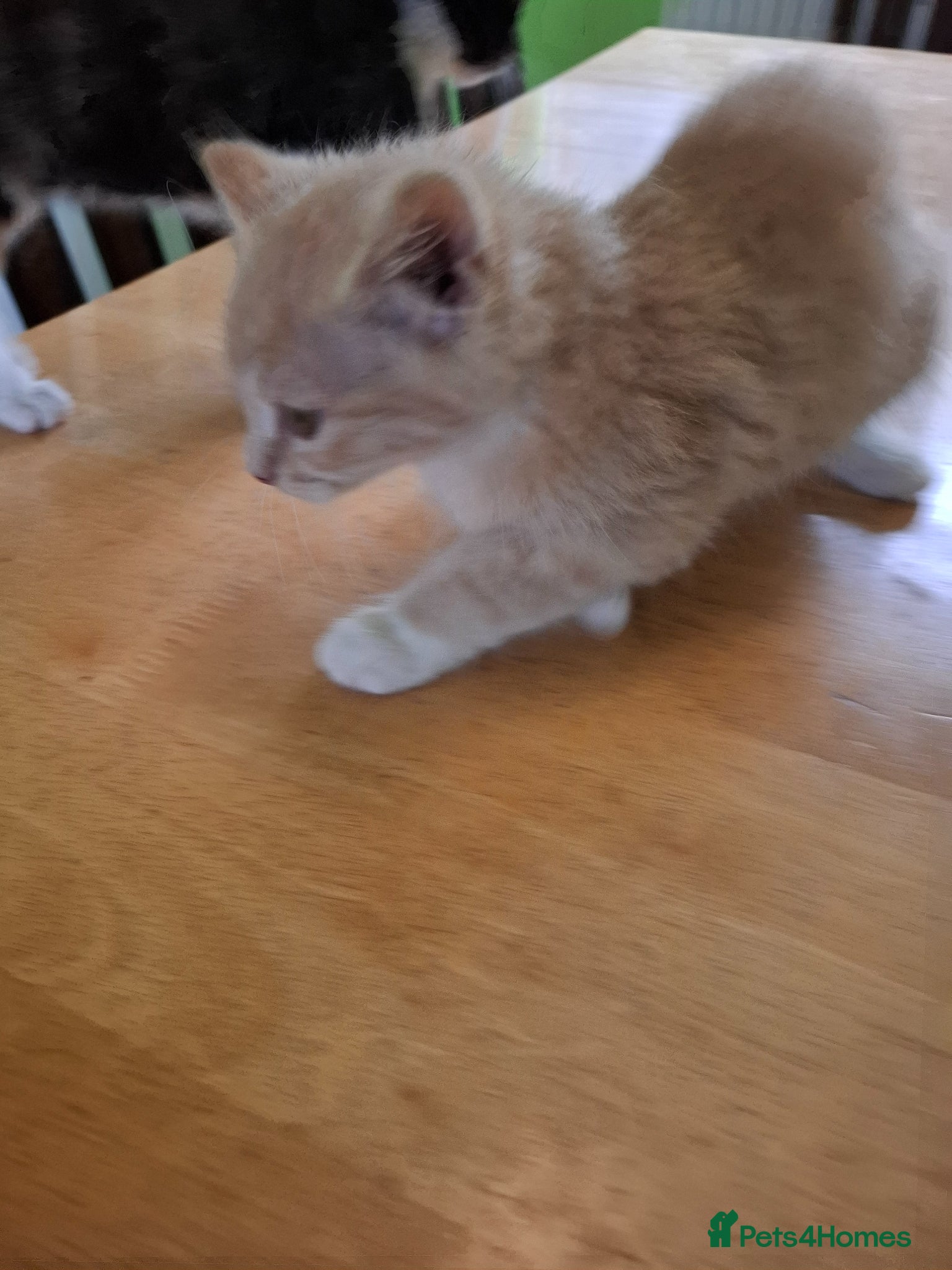 Mixed Breed cats for sale: Six 9 week old Kittens   - Advert 9
