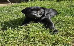 Labrador Retriever dogs for sale: Chunky black bitch health tested show parents - Image 3