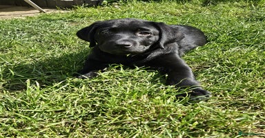 Labrador Retriever dogs - Advert 11