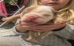 English Bulldog dogs for sale: Litter of 8  - Image 5