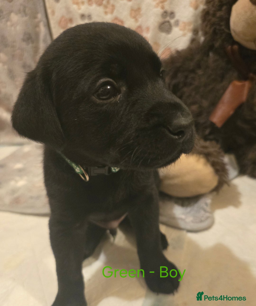 Labrador Retriever dogs for sale: Yellow and Black Labrador Puppies - Advert 9