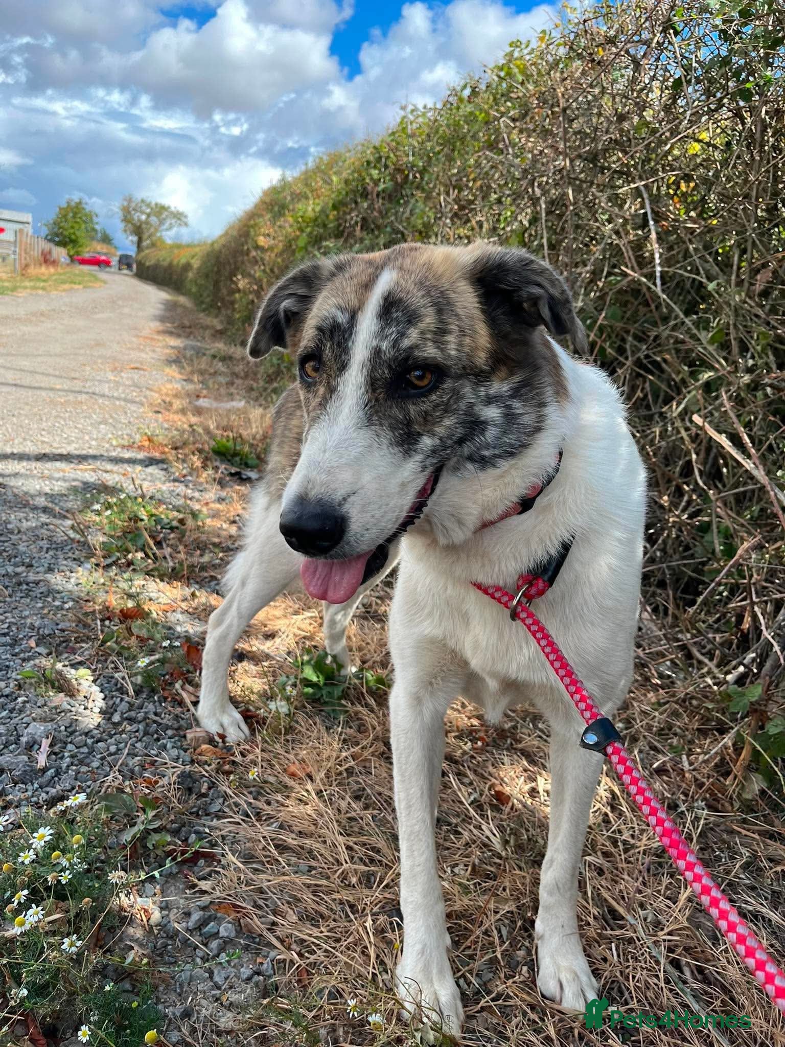 Mixed Breed dogs 🌸 FLO - Now is her time to bloom🌸 - Advert 5