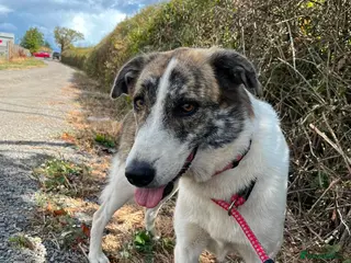Mixed Breed dogs 🌸 FLO - Now is her time to bloom🌸 - Advert 5