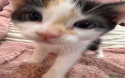 Oriental cats for sale: Sweet Little Calico Baby - Image 8