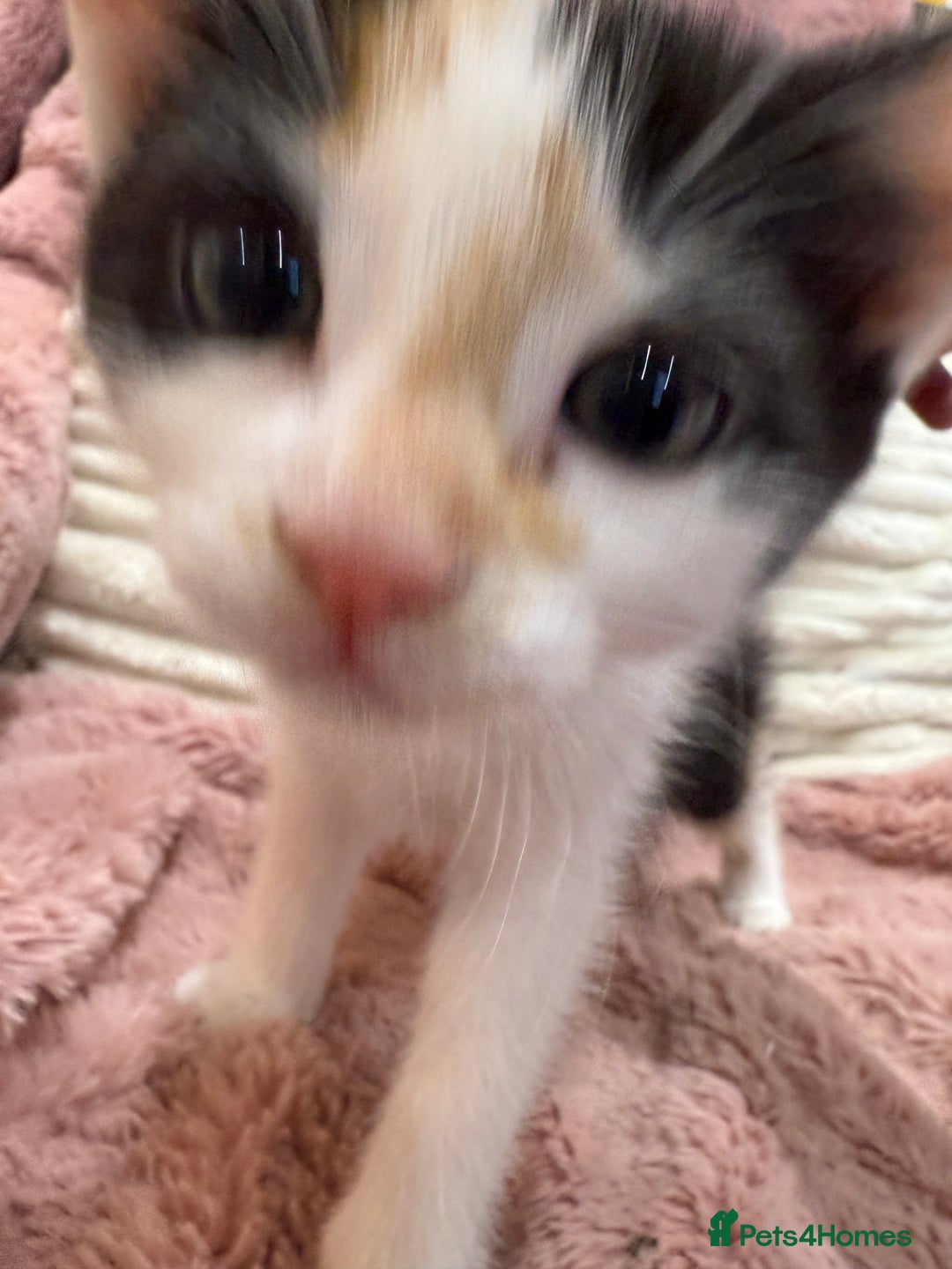Oriental cats for sale: Sweet Little Calico Baby - Image 8