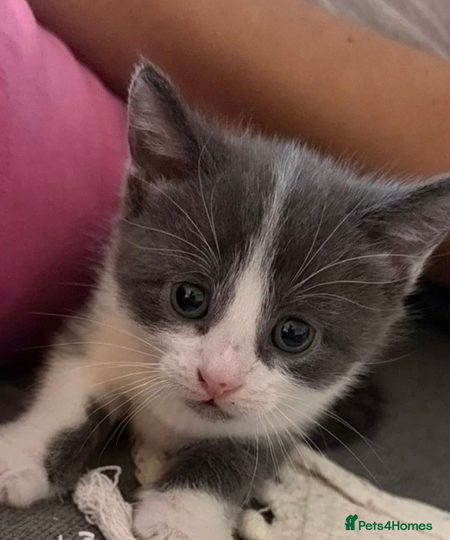 Mixed Breed cats Beautiful mixture rare dilute calico kittens 😻 - Advert 16