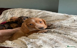 Mixed Breed dogs for sale: Dachshund x basset hound  - Image 4