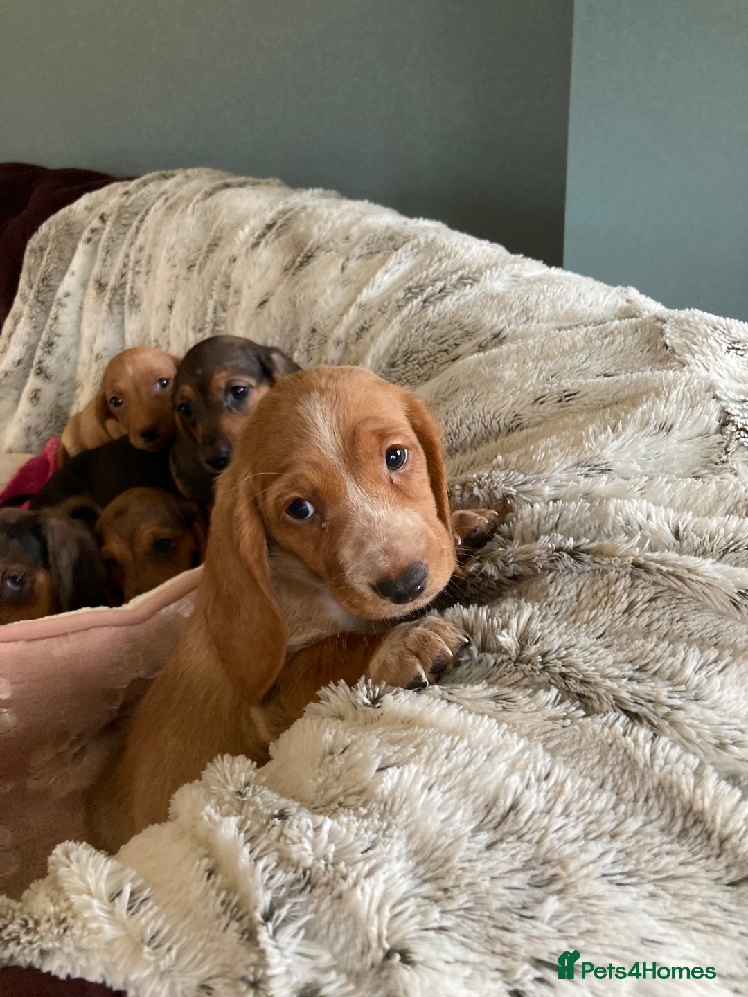 Mixed Breed dogs for sale: Dachshund x basset hound  - Image 4