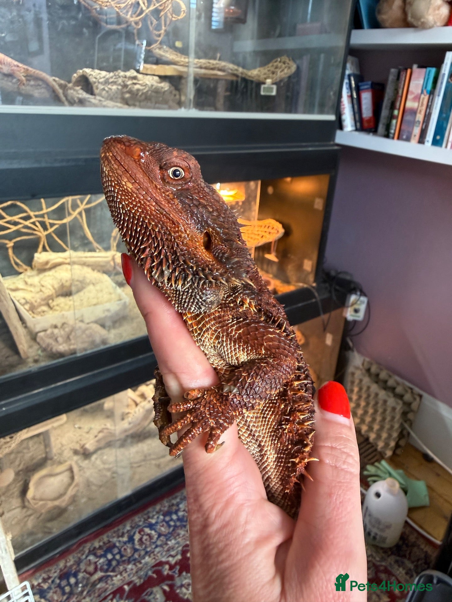 Bearded Dragon reptiles Stunning adult bearded dragons  - Advert 2