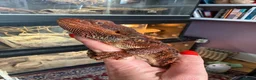 Bearded Dragon reptiles for sale: Stunning adult bearded dragons  - Advert 2