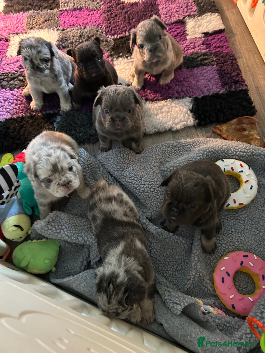 French Bulldog dogs for sale: 🐾Ready now 🔥Fluffy French bulldogs🔥🐾 in Rotherham - Image 15