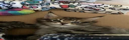 Maine Coon cats for sale: Tufty ears and big paws  - Advert 12