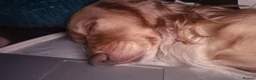 Cocker Spaniel dogs for sale: Male Cocker Spaniel - Advert 3