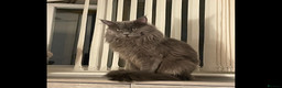Maine Coon cats for sale: Tica kittens - Advert 5