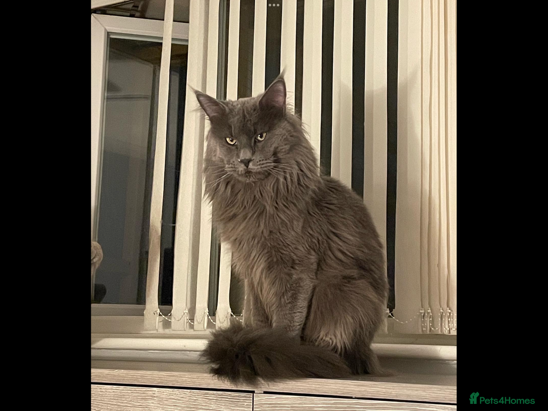 Maine Coon cats for sale: Tica kittens - Advert 5