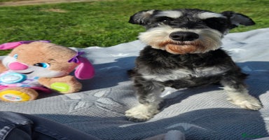 Miniature Schnauzer dogs - Advert 1