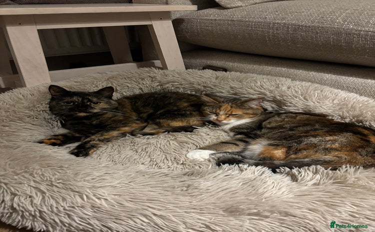 Mixed Breed cats - Advert 1