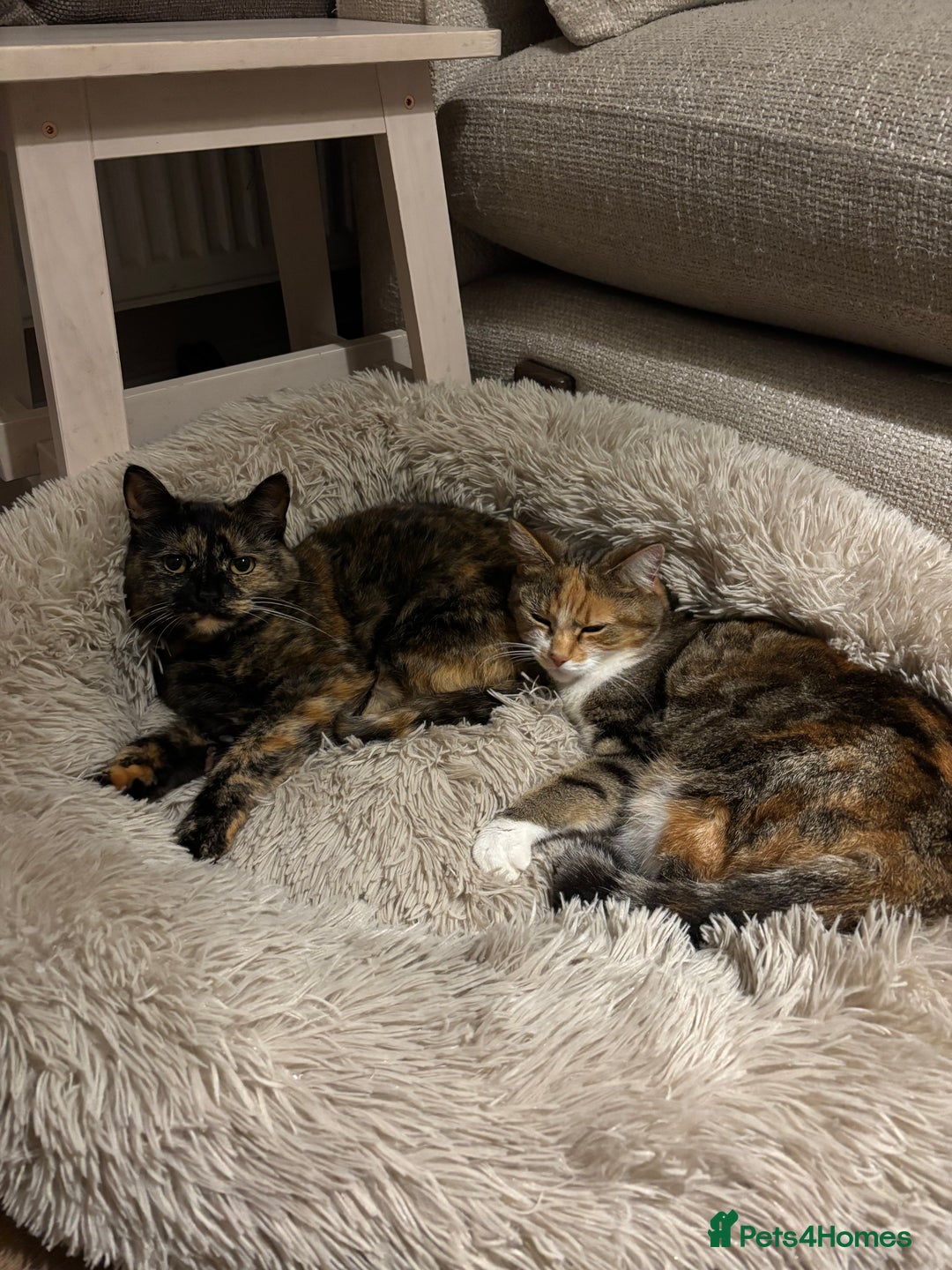 Mixed Breed cats for sale: Cats looking for new loving home  - Image 1