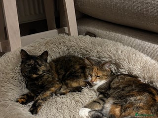 Mixed Breed cats - Advert 17