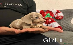 Miniature Dachshund dogs for sale: Miniature Dachshund  - Advert 5