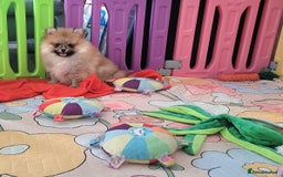 Pomeranian dogs for sale: 🔥XXXS🔥Pomeranian puppies🔥KC reg🔥for sale🔥 - Image 9