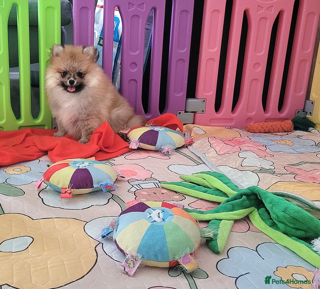 Pomeranian dogs for sale: 🔥XXXS🔥Pomeranian puppies🔥KC reg🔥for sale🔥 - Image 9