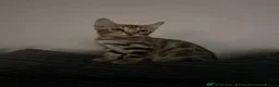 Bengal cats for sale: Ready to leave now  - Advert 6