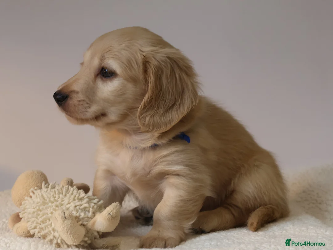 Miniature Dachshund dogs for sale: 5*Licensed+CREAMLONGHAIR+KCreg+PRACLEAR+Vetchecked - Advert 25