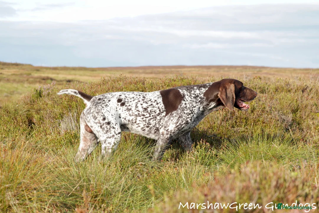 German Shorthaired Pointer dogs for stud: Excellent example Gsp kc and health tested. STUD in Lancaster - Advert 5