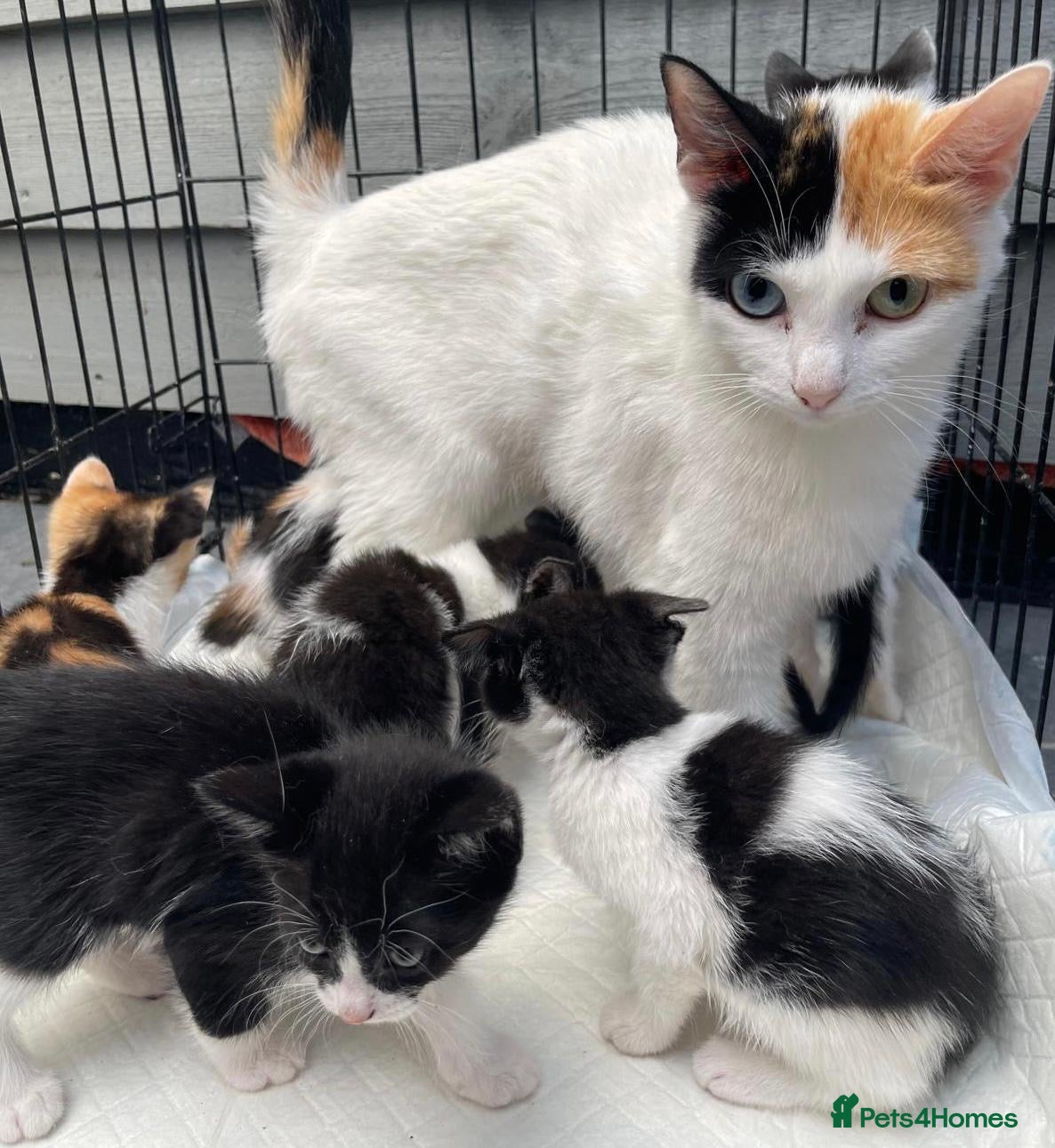 Mixed Breed cats Stunning mixture of kittens - Advert 1