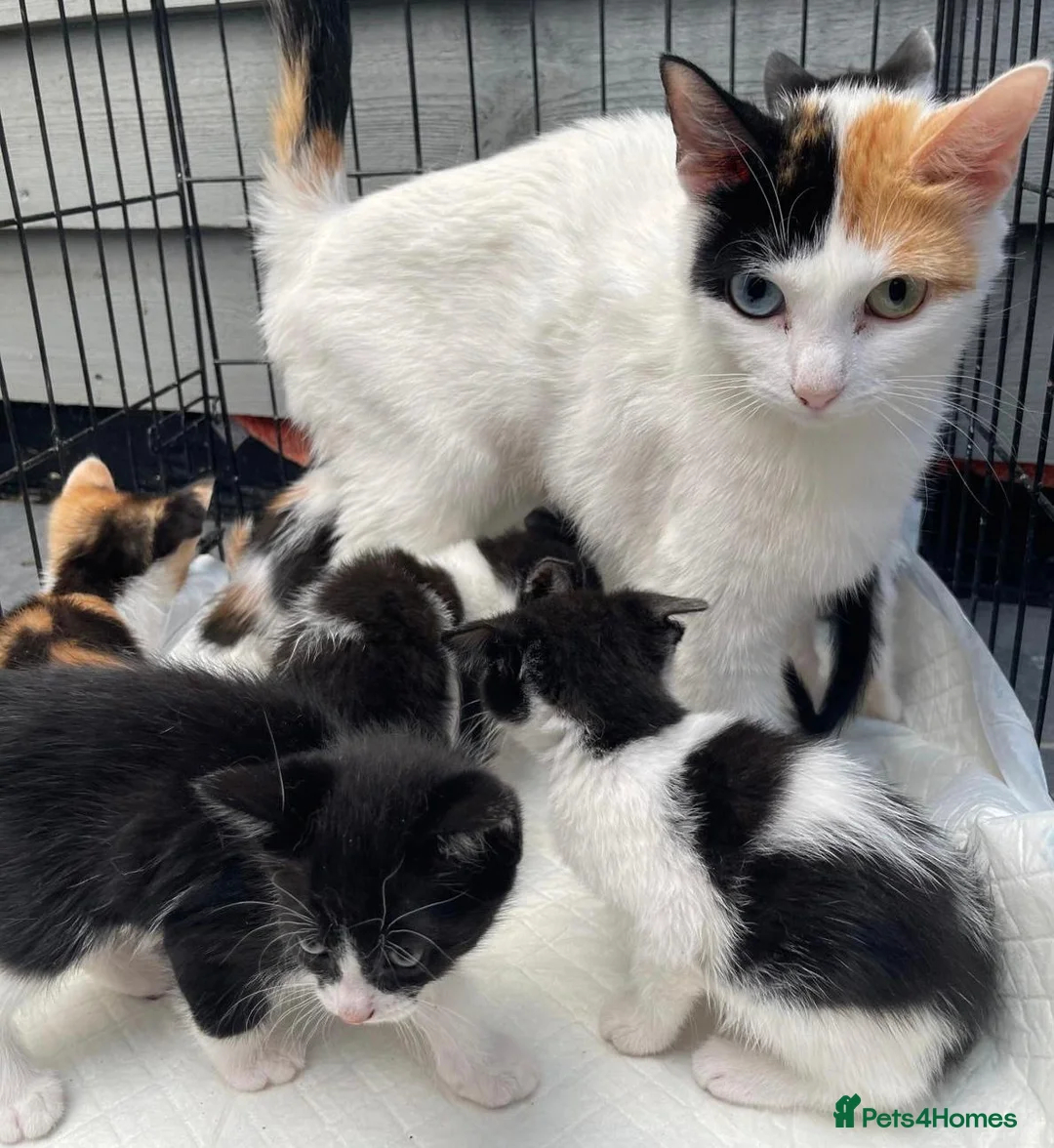 Mixed Breed cats for sale: Stunning mixture of kittens - Advert 1