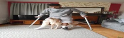 Labrador Retriever dogs for sale: Black Lab Pups INT FT Ch Sire Champion Bloodlines - Advert 10