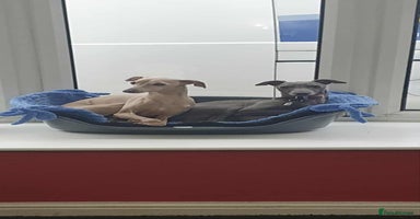 Italian Greyhound dogs Beautiful Italian Greyhound puppies - Advert 1