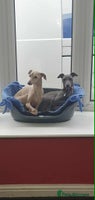 Italian Greyhound dogs Beautiful Italian Greyhound puppies - Advert 1