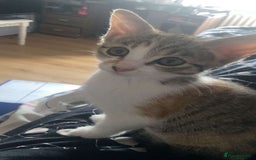 Domestic Shorthair cats for sale: Female Domestic Shorthair kitten - Image 2