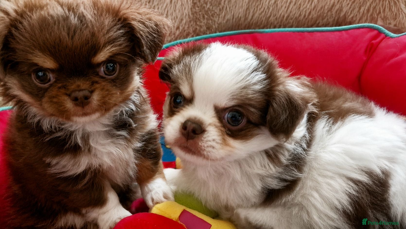 Chihuahua dogs  Long Coat KC CHI pups 1 BOY & 1 GIRL - Advert 12