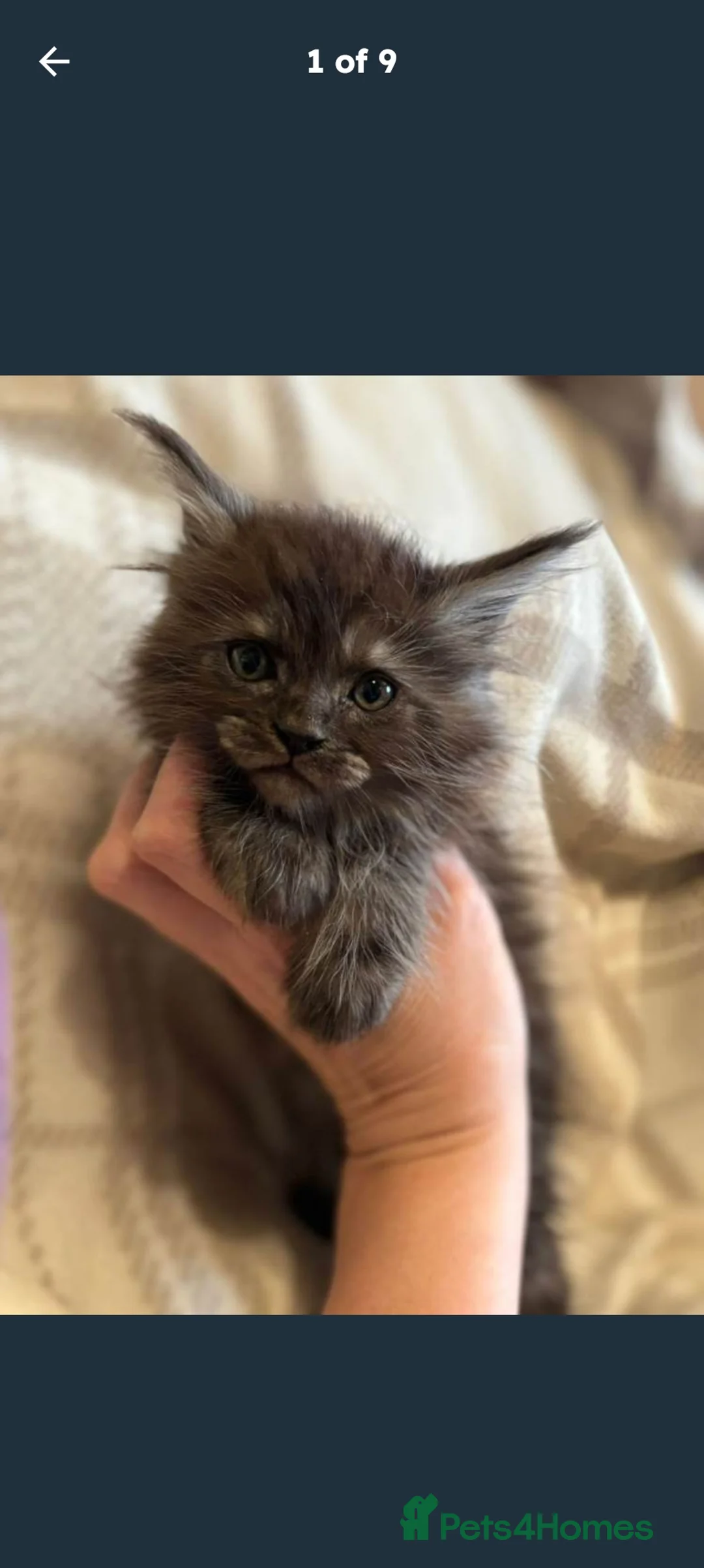 Maine Coon cats for sale: Lovely silver smoke Maine coon - Advert 3