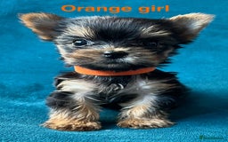 Yorkshire Terrier dogs for sale: Baby face mini pedigree YORKIE pups - Image 7