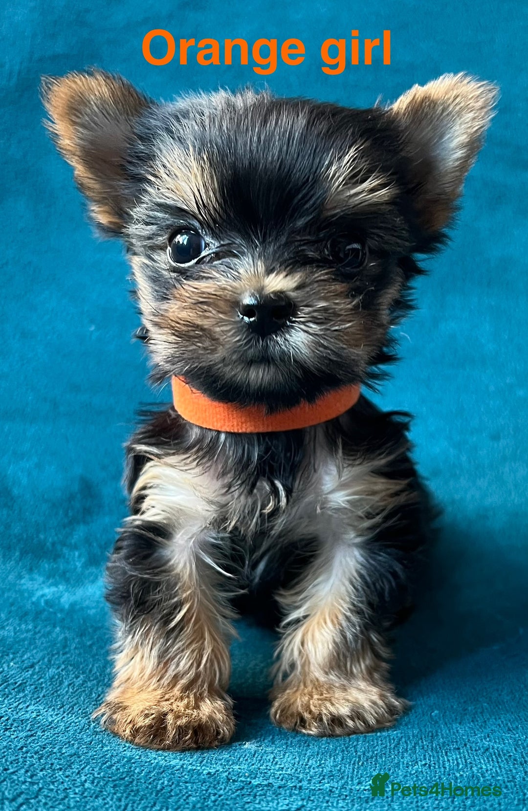 Yorkshire Terrier dogs for sale: Baby face mini pedigree YORKIE pups - Image 7