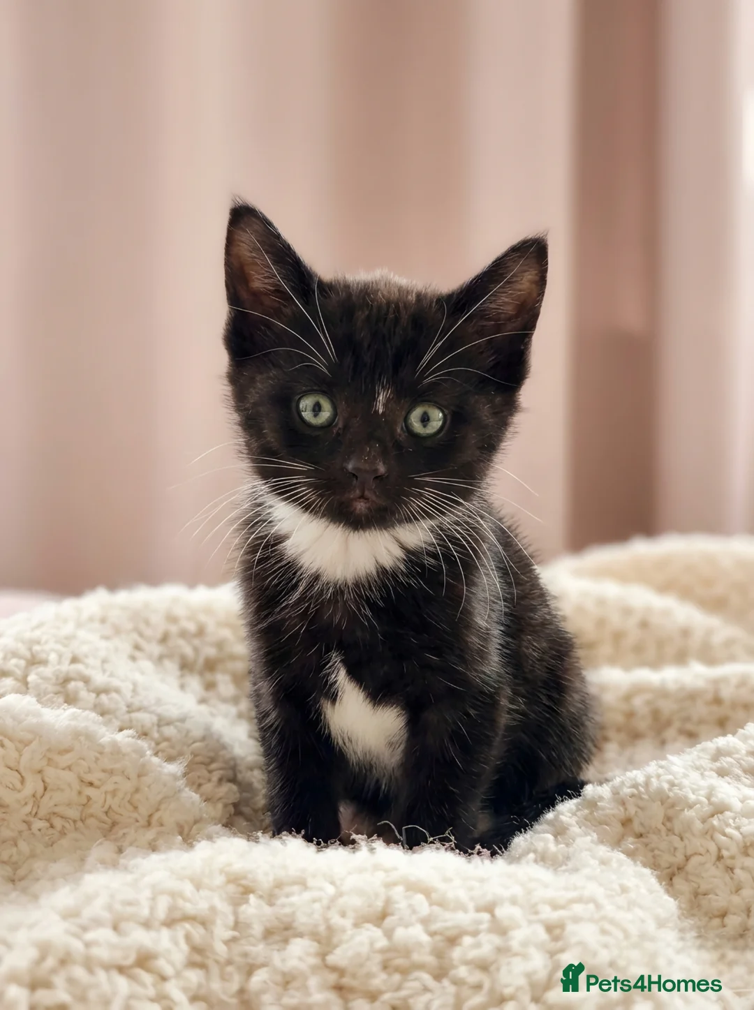 European cats for sale: Adorable Kittens for Sale 🐾 in Sittingbourne - Advert 14