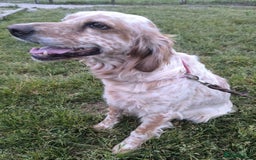 English Setter dogs for adoption: Quba  - Image 8