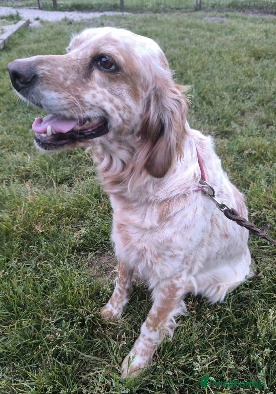 English Setter dogs for adoption: Quba  - Image 8