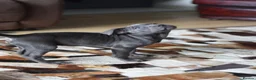 American Bull Staffy dogs for sale: American Staffordshire Terrier - Advert 32