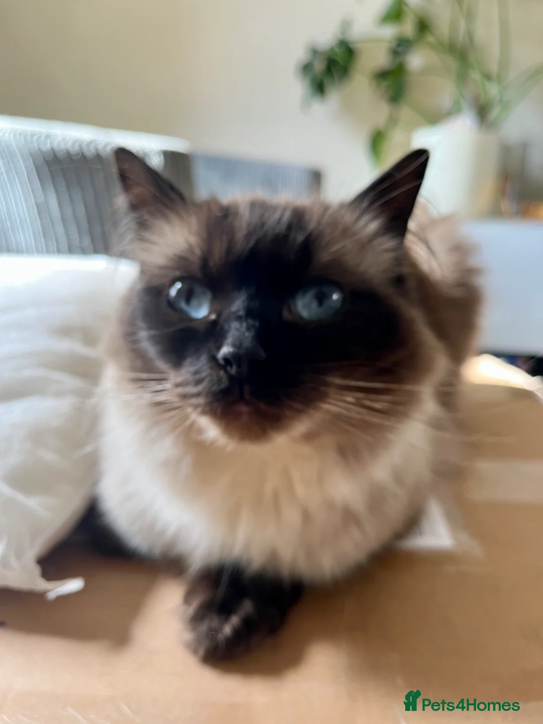 Ragdoll cats for sale: Retired Ragdoll Queen looking for nurturing home - Advert 2