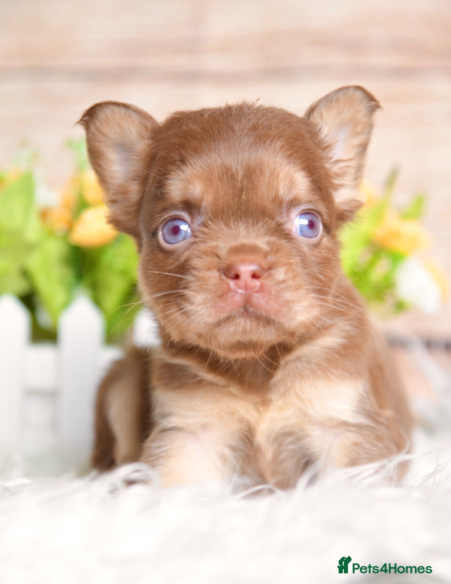 French Bulldog dogs Kc registered chocolate and tan frenchies - Advert 1