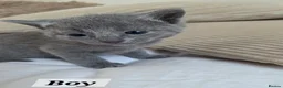 Russian Blue cats for sale: 💙  Russian Blue Kittens – Champion Line, TICA - Advert 3