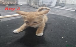 Mixed Breed cats for sale: Beautiful kittens for sale - Image 1